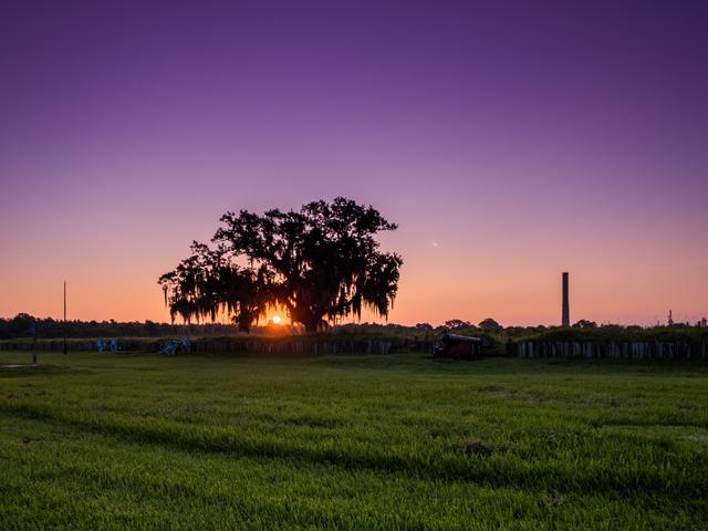 Lone live oak silhouetted against a purple and orange sunrise at Chalmette Battlefield