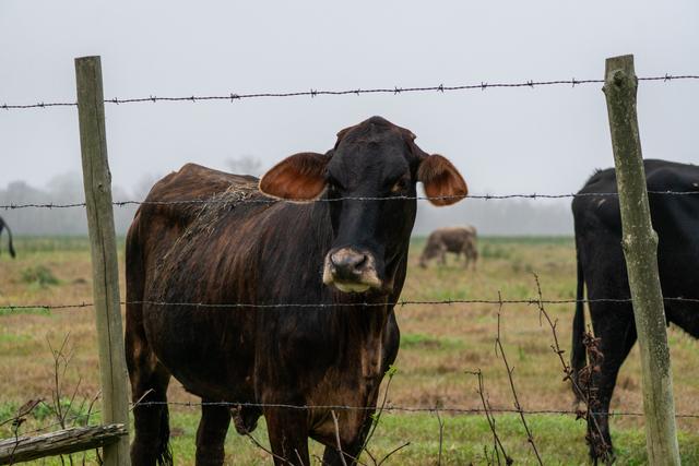 Curious cow looking through a barbed wire fence in a St. Bernard pasture