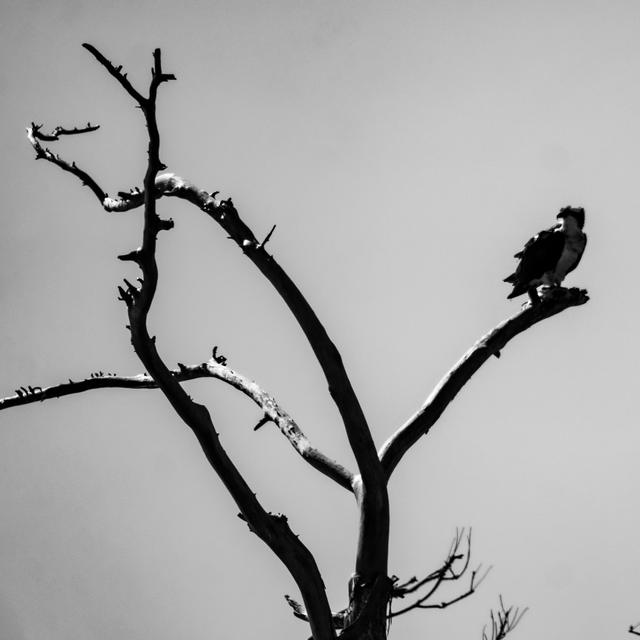Black and white osprey perched on a twisted bare branch