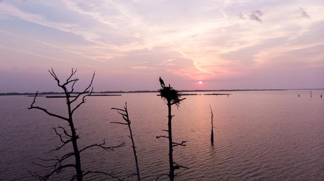 Osprey nest atop a dead cypress over open water at a pink sunset